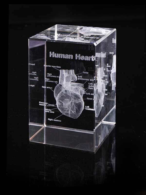 Human Organs Skull Heart Spine Lungs Crystal 3D Laser Cube Paperweight Gift